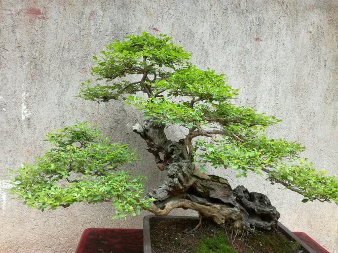 黄荆秋季可以换盆吗?黄荆老林天气情况-图2 黄荆秋季可以换盆吗?黄荆老林天气情况-图2