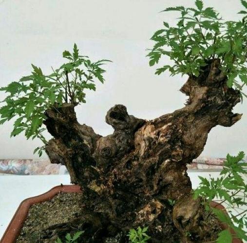 黄荆秋季可以换盆吗？黄荆老林天气情况