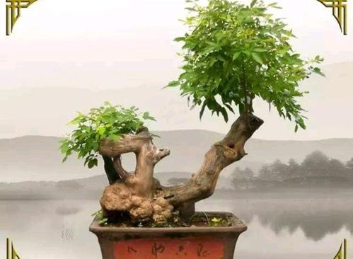 黄荆秋季可以换盆吗?黄荆老林天气情况-图3 黄荆秋季可以换盆吗?黄荆老林天气情况-图3