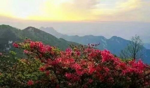 韶山的杜鹃什么时候开?湖南韶山天气情况-图3 韶山的杜鹃什么时候开?湖南韶山天气情况-图3