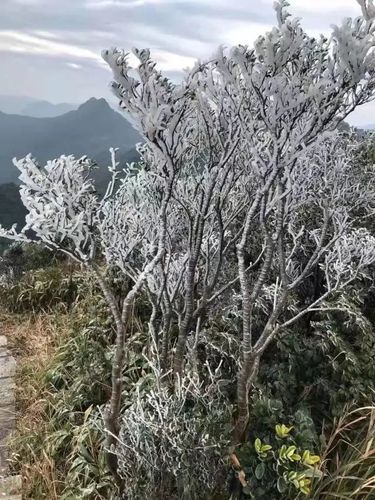 从化五指山下雪了吗？从化的天气情况