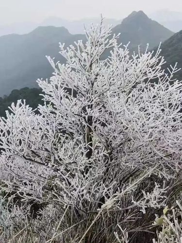 从化五指山下雪了吗?从化的天气情况-图3 从化五指山下雪了吗?从化的天气情况-图3