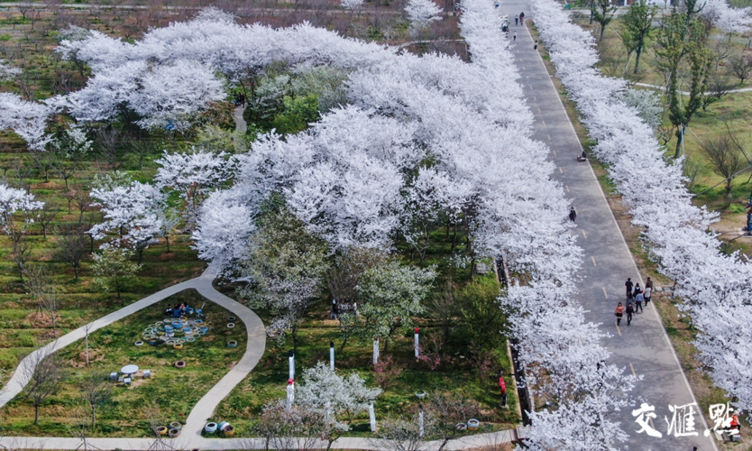 句容樱花什么时候最漂亮?句容今日天气情况-图3 句容樱花什么时候最漂亮?句容今日天气情况-图3