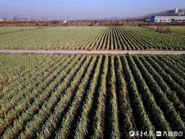 庆云大葱种植面积?庆云的天气情况-图2 庆云大葱种植面积?庆云的天气情况-图2