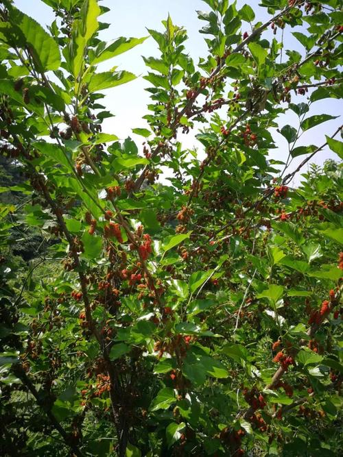 安丘市哪里有摘桑葚的地方？安丘现在天气情况