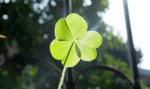 12月武汉哪里花多?汉南区天气情况-图2 12月武汉哪里花多?汉南区天气情况-图2