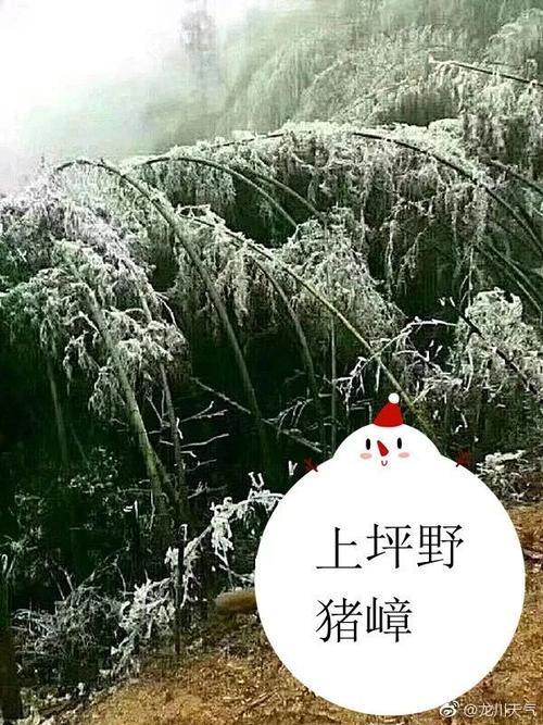龙川野猪嶂是不是下雪？龙川的天气情况
