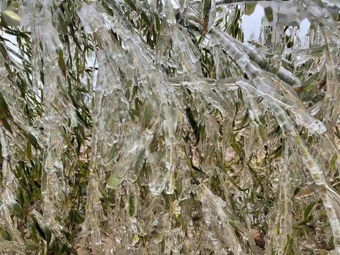 龙川野猪嶂是不是下雪?龙川的天气情况-图2 龙川野猪嶂是不是下雪?龙川的天气情况-图2