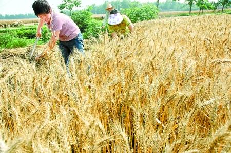 今年麦收天气怎么样?最新的天气情况-图2 今年麦收天气怎么样?最新的天气情况-图2