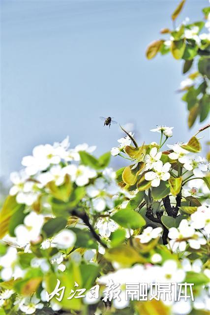 隆昌市天峰山梨花开了吗？隆昌近期天气情况