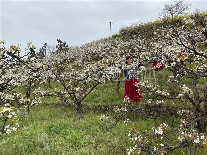 隆昌市天峰山梨花开了吗?隆昌近期天气情况-图2 隆昌市天峰山梨花开了吗?隆昌近期天气情况-图2