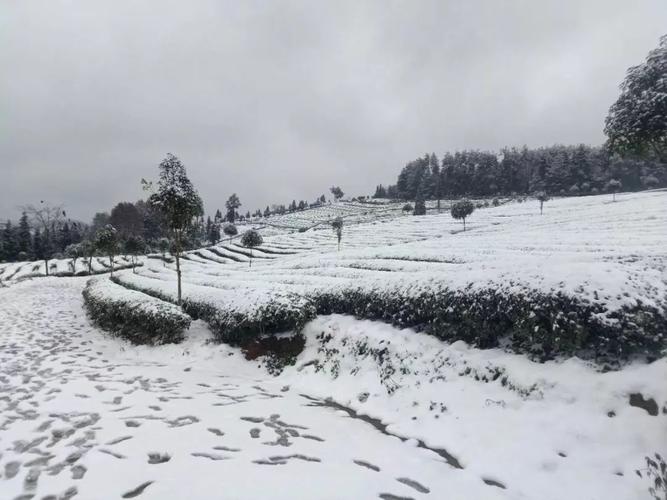 贵州遵义南岭下雪了吗?贵州余庆天气情况-图3 贵州遵义南岭下雪了吗?贵州余庆天气情况-图3