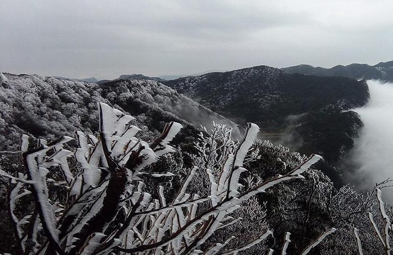 金佛山下雪吗?金佛山天气情况-图3 金佛山下雪吗?金佛山天气情况-图3