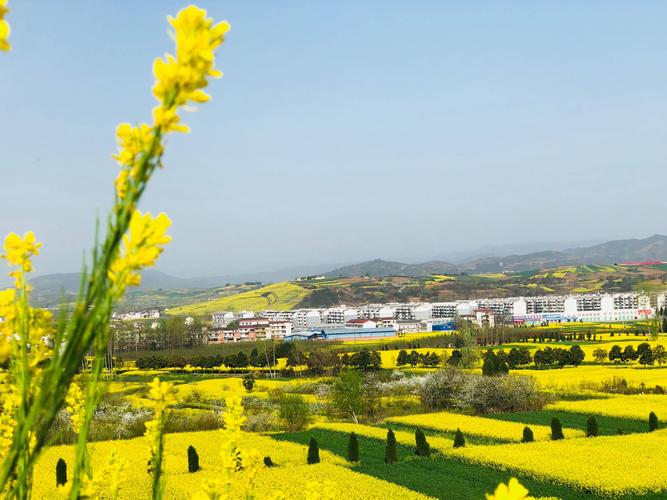 2023洋县油菜花最佳观赏时间?洋县历年天气情况-图2 2023洋县油菜花最佳观赏时间?洋县历年天气情况-图2