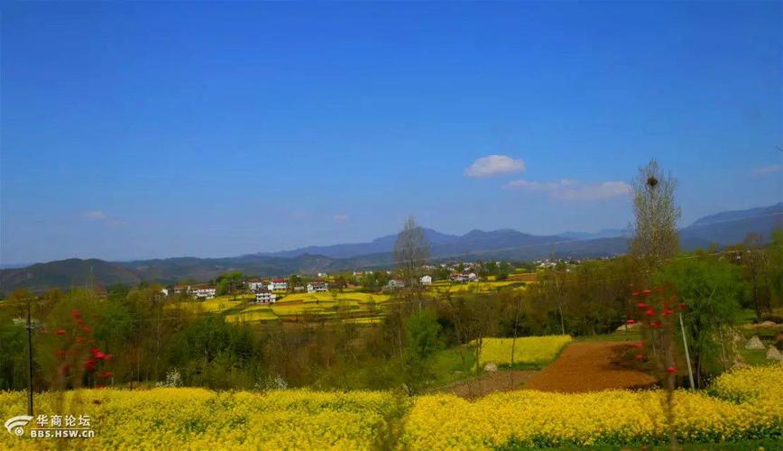 2023洋县油菜花最佳观赏时间?洋县历年天气情况-图3 2023洋县油菜花最佳观赏时间?洋县历年天气情况-图3