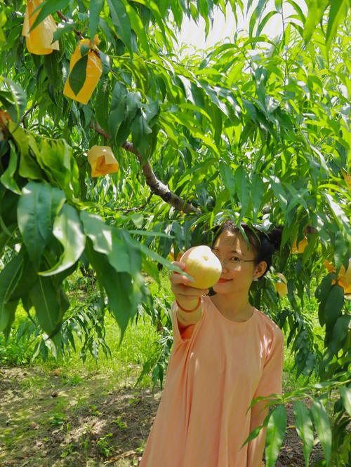 新沂水蜜桃和阳山水蜜桃哪个好吃?无锡阳山天气情况-图3 新沂水蜜桃和阳山水蜜桃哪个好吃?无锡阳山天气情况-图3