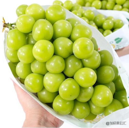 晴天葡萄是什么意思？日本冈山天气情况