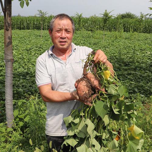 临县的红薯是什么品种?临县的天气情况-图2 临县的红薯是什么品种?临县的天气情况-图2