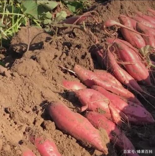 临县的红薯是什么品种?临县的天气情况-图3 临县的红薯是什么品种?临县的天气情况-图3