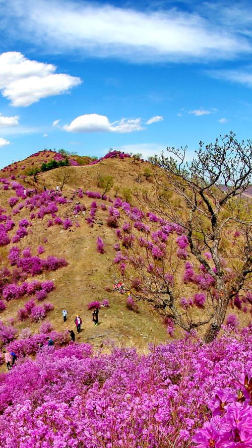 林口古城花海什么时候开花？林口的天气情况