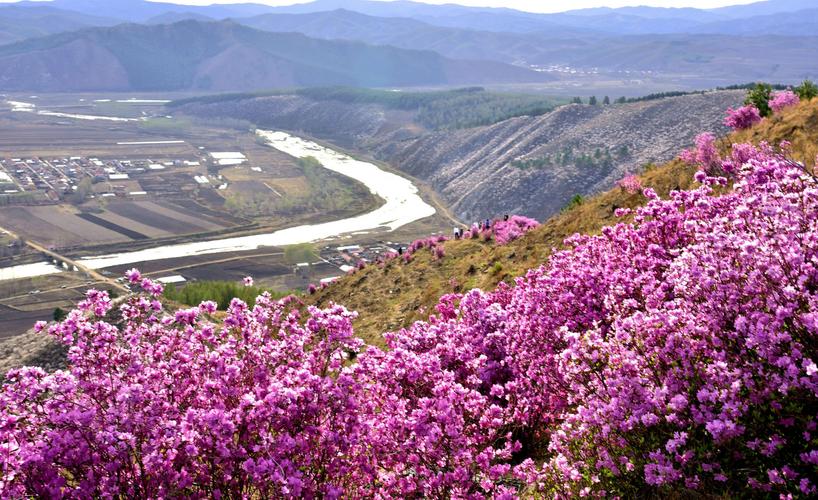 林口古城花海什么时候开花?林口的天气情况-图3 林口古城花海什么时候开花?林口的天气情况-图3