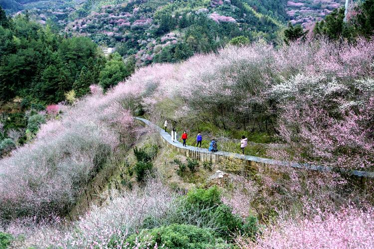 歙县赏花最佳时间？歙县时段天气情况