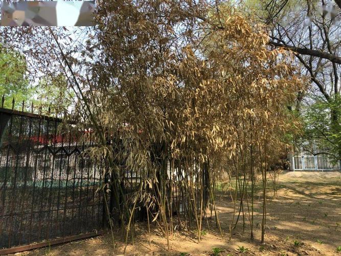 为什么竹子的温度会下降?竹子的天气情况-图1 为什么竹子的温度会下降?竹子的天气情况-图1
