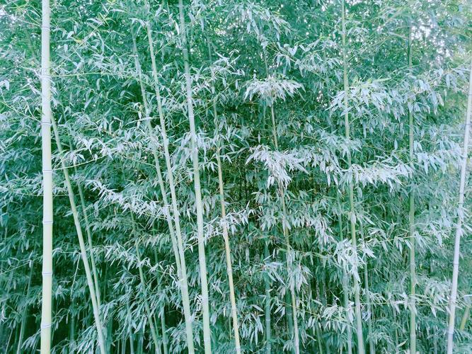 为什么竹子的温度会下降?竹子的天气情况-图2 为什么竹子的温度会下降?竹子的天气情况-图2