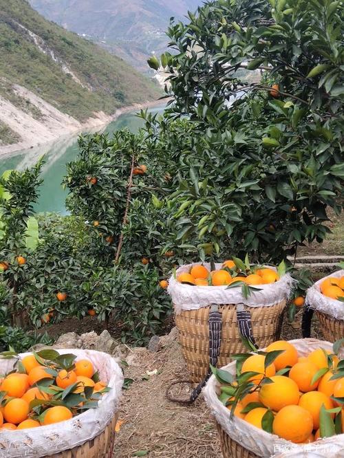 雷波脐橙的酸甜比是多少？雷波的天气情况