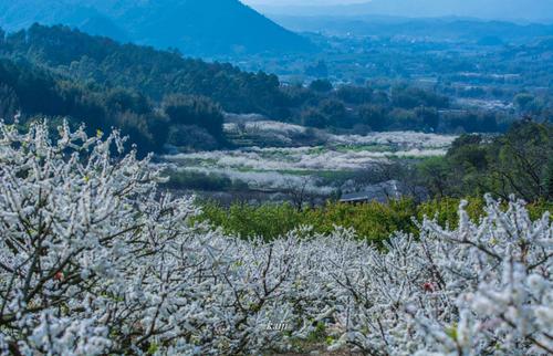 从化李花开放时间?从化春节天气情况-图2 从化李花开放时间?从化春节天气情况-图2