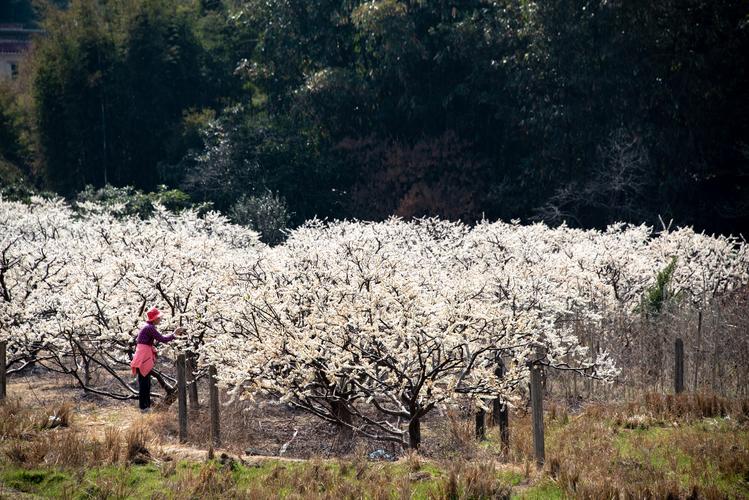 从化李花开放时间?从化春节天气情况-图3 从化李花开放时间?从化春节天气情况-图3