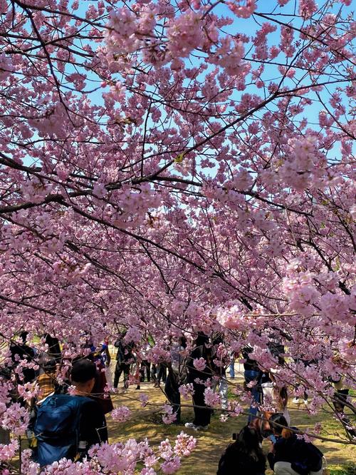 清明南京樱花还开吗？清明南京天气情况