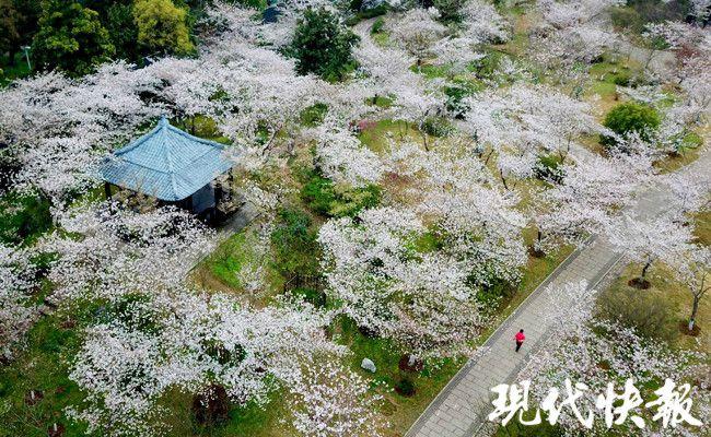 清明南京樱花还开吗?清明南京天气情况-图2 清明南京樱花还开吗?清明南京天气情况-图2