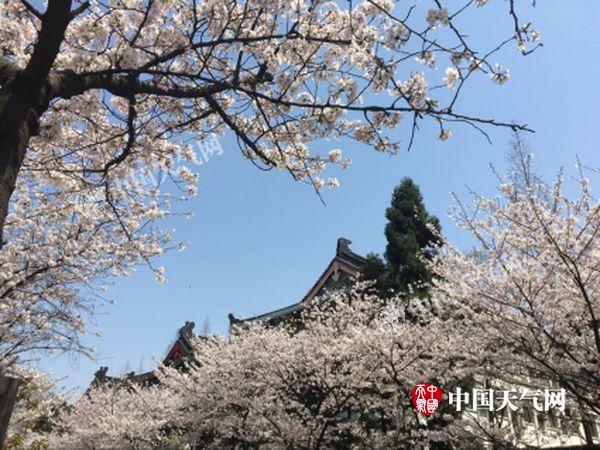 清明南京樱花还开吗?清明南京天气情况-图3 清明南京樱花还开吗?清明南京天气情况-图3