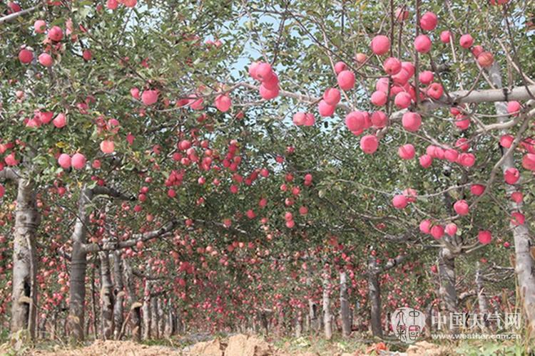 今年洛川苹果受霜冻了吗？明天洛川天气情况
