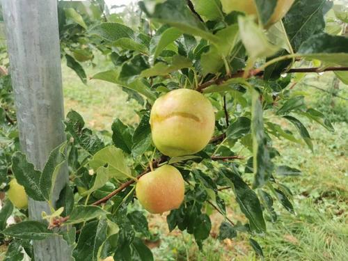 今年洛川苹果受霜冻了吗?明天洛川天气情况-图2 今年洛川苹果受霜冻了吗?明天洛川天气情况-图2