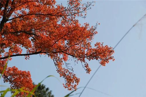 余杭哪里可以赏枫叶?余杭的天气情况-图1 余杭哪里可以赏枫叶?余杭的天气情况-图1