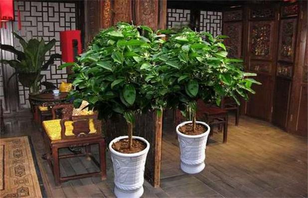 平安树怎么浇水?平安的天气情况-图3 平安树怎么浇水?平安的天气情况-图3