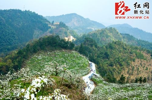 新化吉庆梨花开了吗？明天新化天气情况