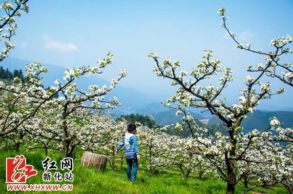 新化吉庆梨花开了吗?明天新化天气情况-图3 新化吉庆梨花开了吗?明天新化天气情况-图3