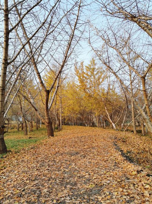 为什么冬天南方的植物落叶的很少、天气也很冷花还开草还绿？今天樟树天气情况