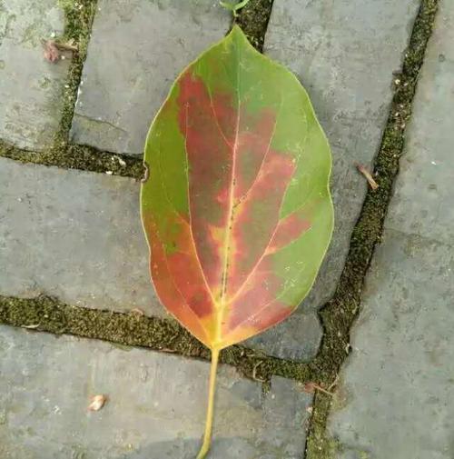 为什么冬天南方的植物落叶的很少、天气也很冷花还开草还绿?今天樟树天气情况-图2 为什么冬天南方的植物落叶的很少、天气也很冷花还开草还绿?今天樟树天气情况-图2