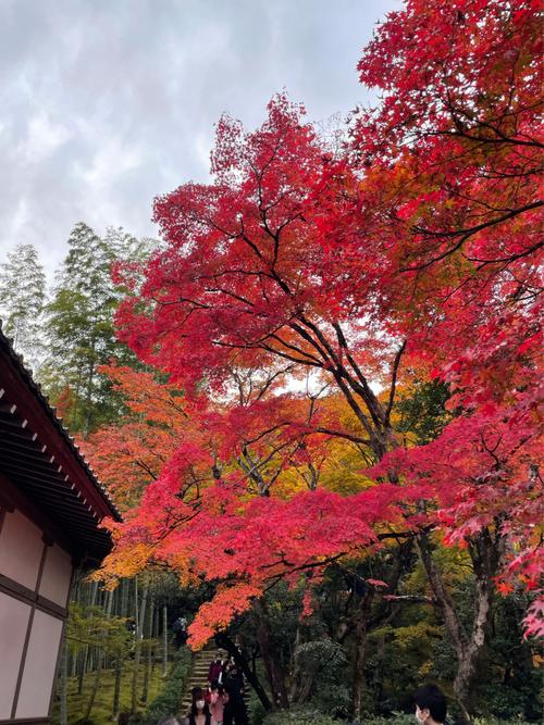京都一般枫叶在什么时候？日本京都天气情况