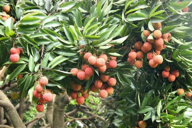 广州黄埔哪里有荔枝摘?广州黄埔天气情况-图2 广州黄埔哪里有荔枝摘?广州黄埔天气情况-图2