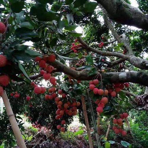 广州黄埔哪里有荔枝摘?广州黄埔天气情况-图3 广州黄埔哪里有荔枝摘?广州黄埔天气情况-图3