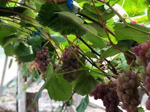 彭山观音的葡萄几月成熟？明天彭山天气情况-图2