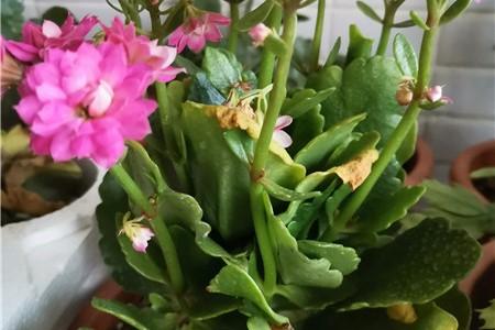 高温天气给长寿花不能浇水吗?最近长寿天气情况-图3 高温天气给长寿花不能浇水吗?最近长寿天气情况-图3