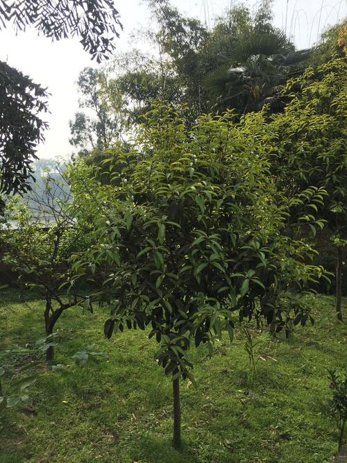 求解,四川泸州泸县这边适合种植什么树木,或者果树?泸县的天气情况-图2 求解,四川泸州泸县这边适合种植什么树木,或者果树?泸县的天气情况-图2