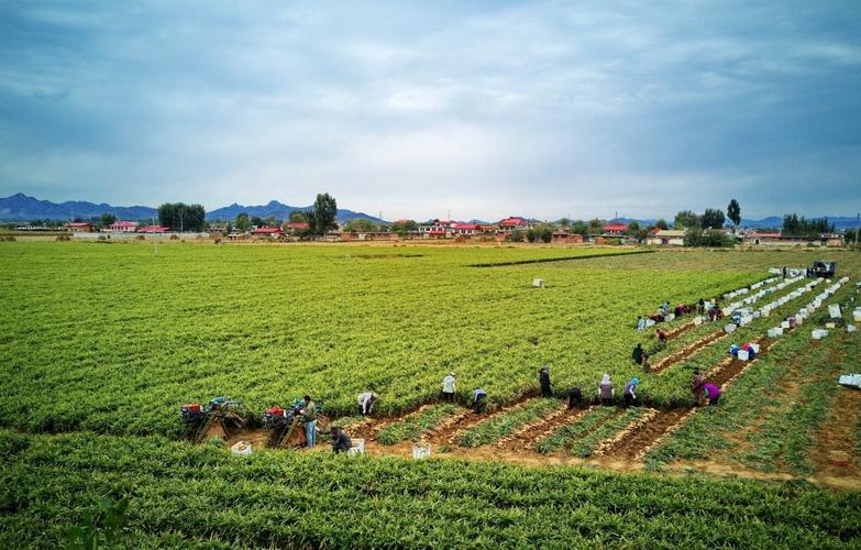 河南什么地方最适合生姜的种植?河南上蔡天气情况-图3 河南什么地方最适合生姜的种植?河南上蔡天气情况-图3