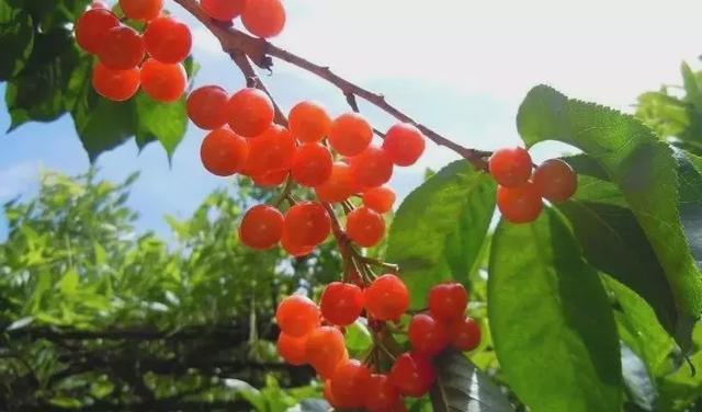 都江堰附近哪里有樱桃？温江历史天气情况